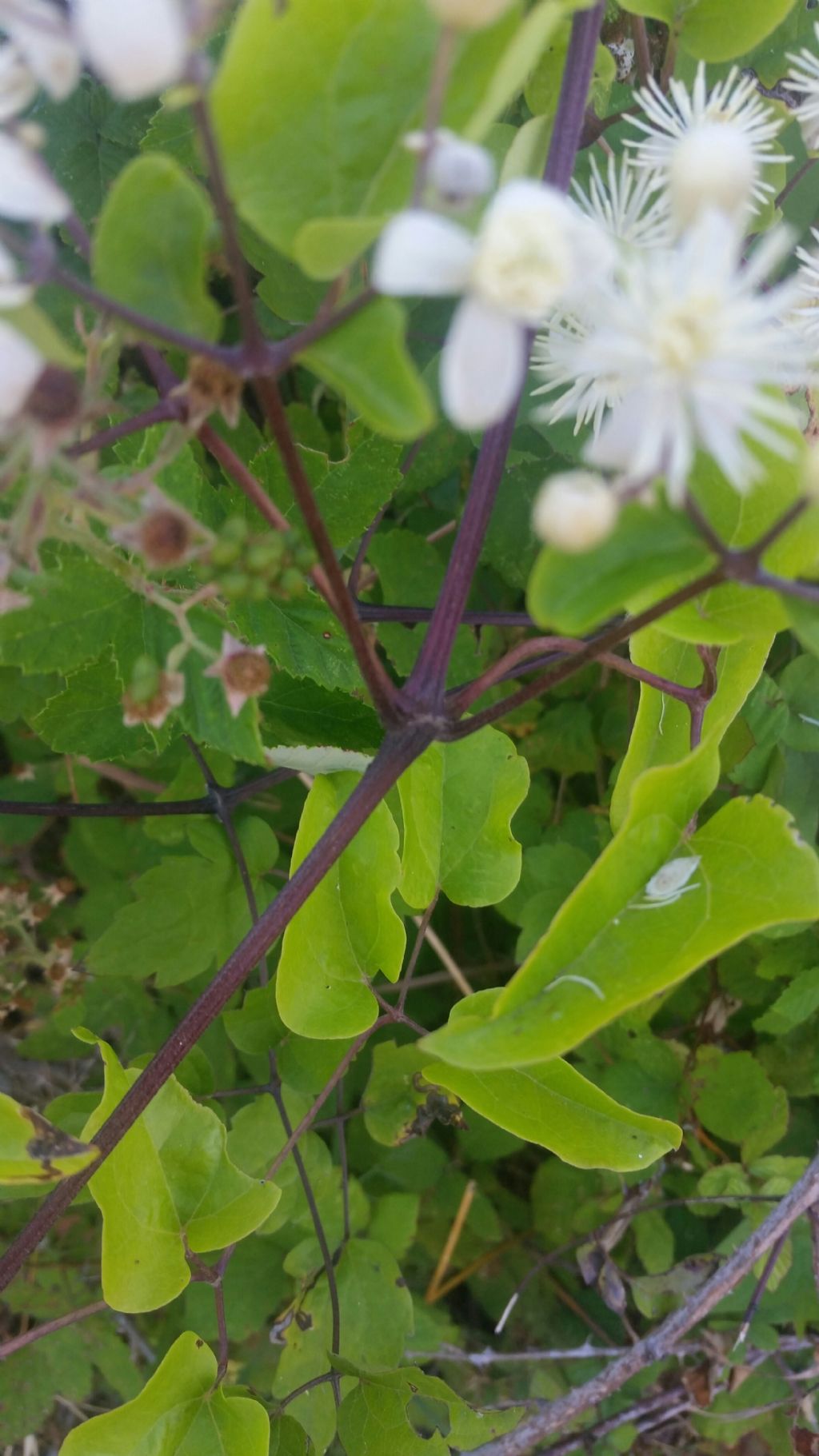 Clematis sp. (Ranunculaceae)